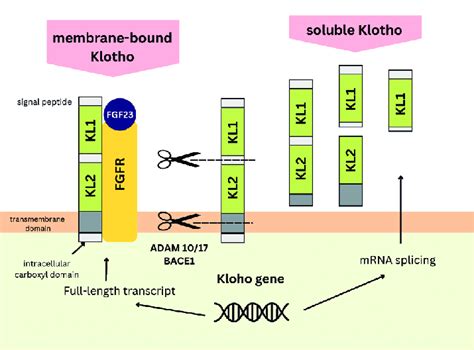 Human soluble Alpha Klotho (α